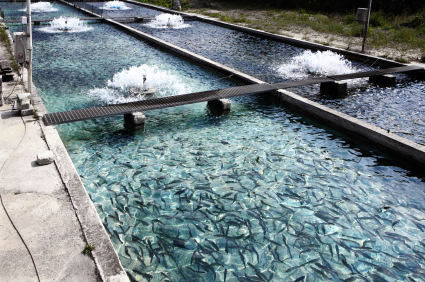 Fish farming plant, where high-quality pumps are a necessity for having a reliable fish farming production.