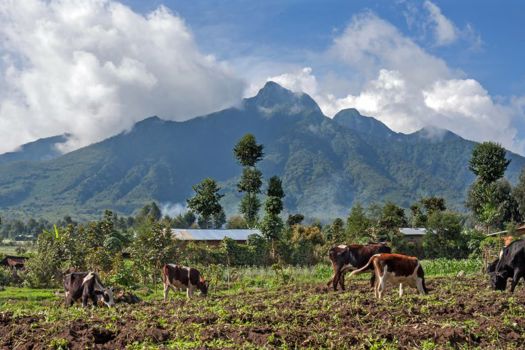 Kinigi, Rwanda.