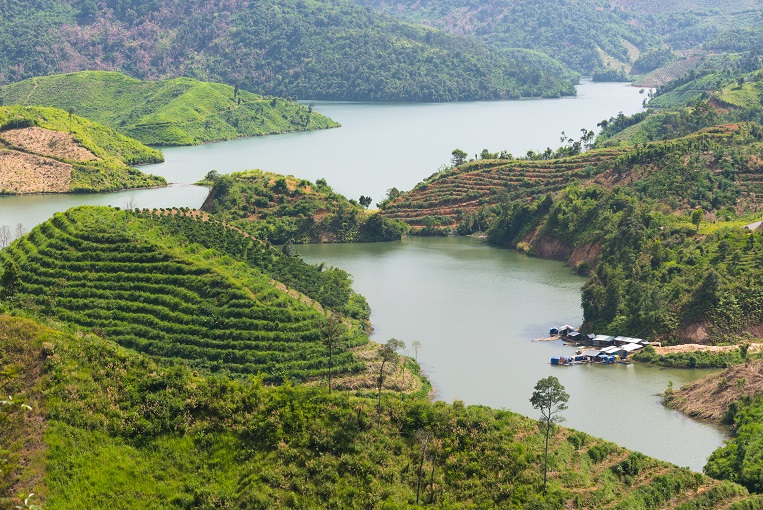 Today, Vietnam is one of the world’s top 10 exporters of tea. However, increasingly heavy rainfalls brought on by climate change require flood protection measures to be implemented to protect the crop. (Image: Shutterstock)