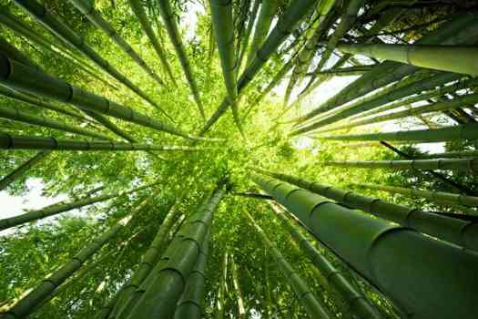 The bio-refinery will use 300 000 tons of bamboo each year.