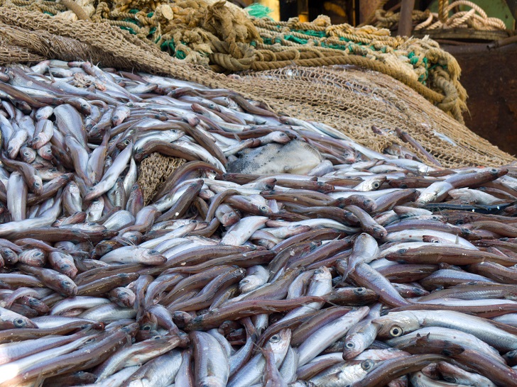 In most cases fish skin is seen as a low-value waste product of the food industry, but valuable proteins can be obtained from it. Credit: Iakov Kalinin/Shutterstock