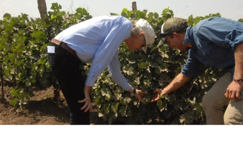 In 2013, Geldof decided to get involved in the winery, hoping to see the factory expand and provide additional employment.