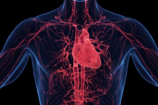 3D medical illustration of a man's cardiovascular system 