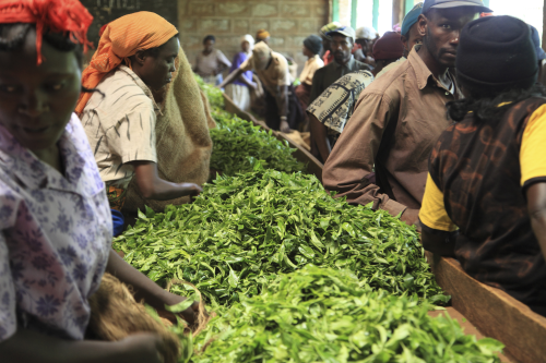 Although modern day tea production is a highly mechanized process, there is still much manual labour involved.