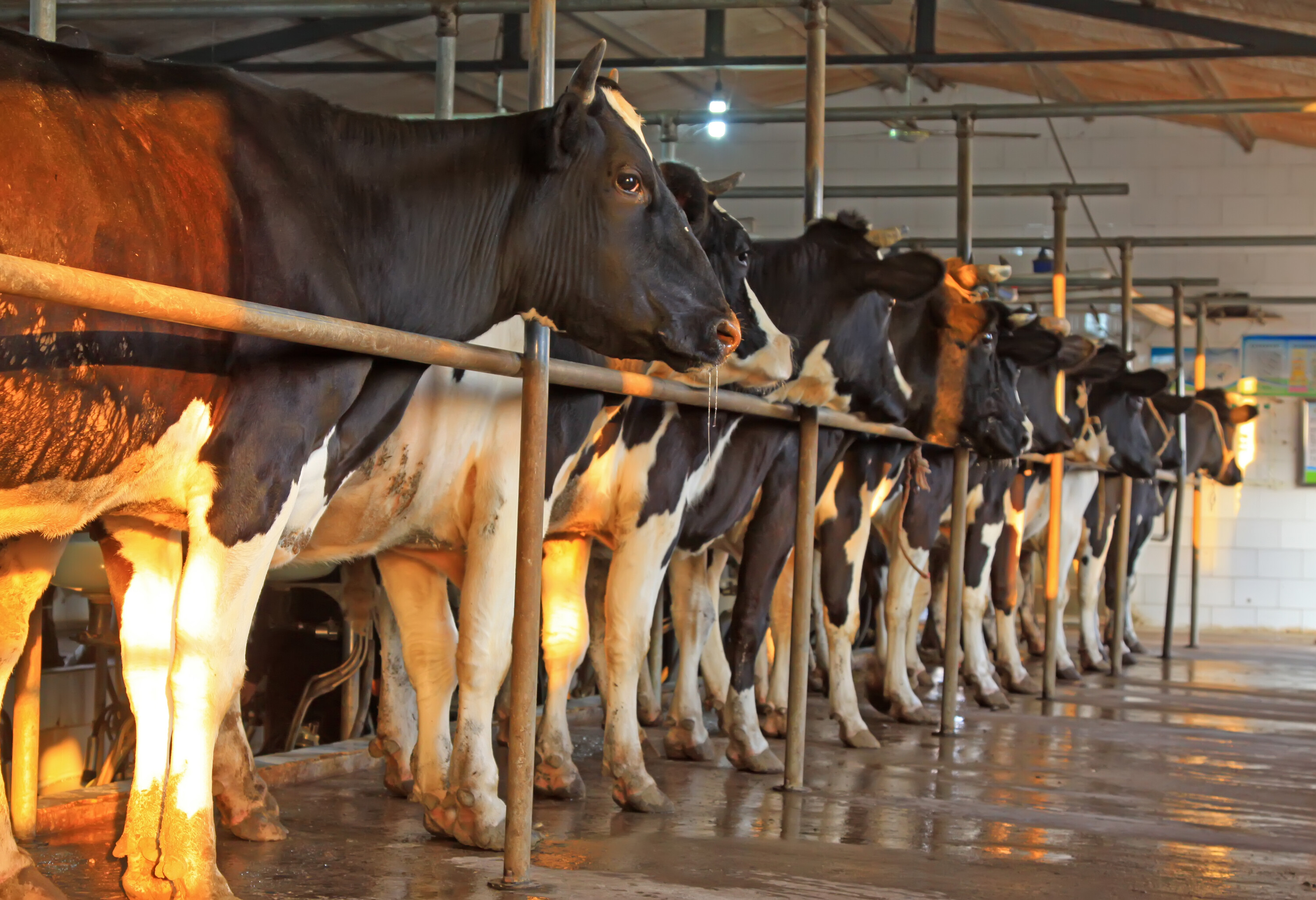 In Luannan County, China, manure from dairy cattle will provide part of the feedstock for six new biogas digesters, which will be mixed with Landia’s GasMix.