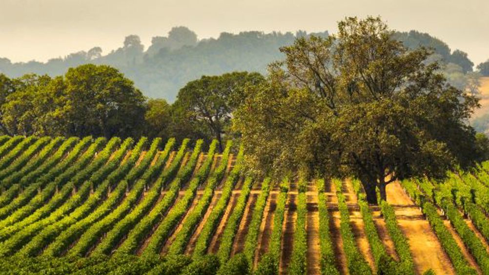 A California vineyard.