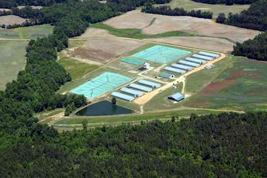 Butler Farms in North Carolina, which has always tried to minimise its impact on the environment.