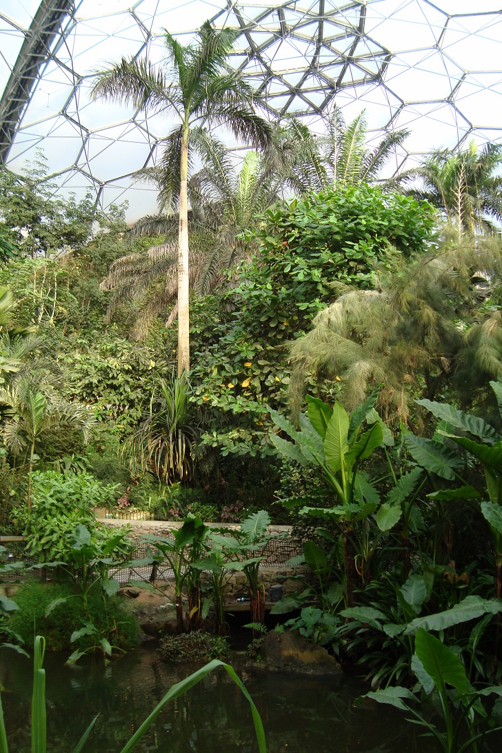 At the heart of Eden is the Rainforest Biome, the largest indoor rainforest in the world.