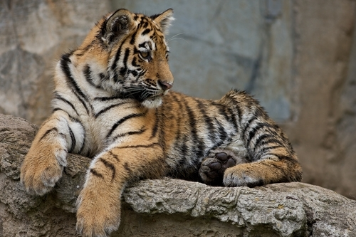 Osmotic pumps can provide pain relief for big cats such as the tiger