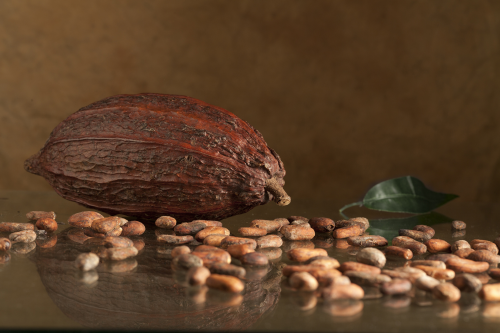 Select chocolate nibs are extracted from only the freshest cacao fruits in order to produce fine chocolate for use in many recipes.